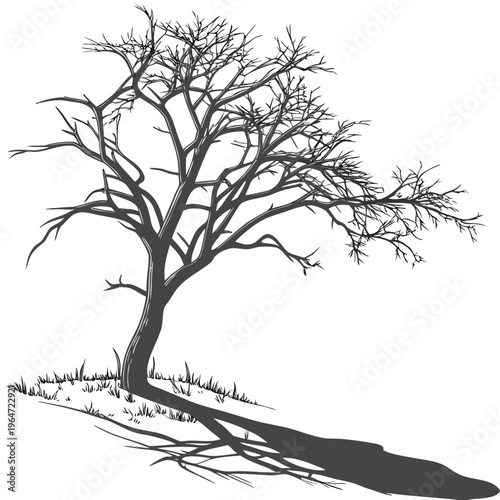 Leafless tree on grassy hill with shadow on white background bare tree