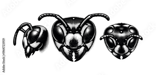 Paper wasp head detail. A realistic paper wasp head with compound eyes, mandibles, and antennae is presented as a single object shown in three views