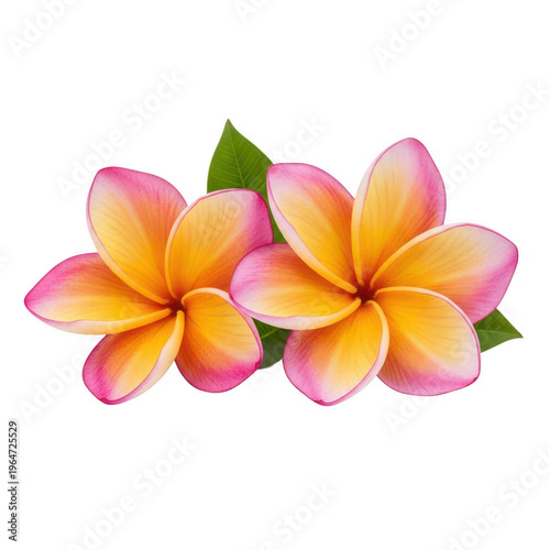 Two vibrant plumeria flowers with soft pink and yellow petals accompanied by lush green leaves isolated on transparent background