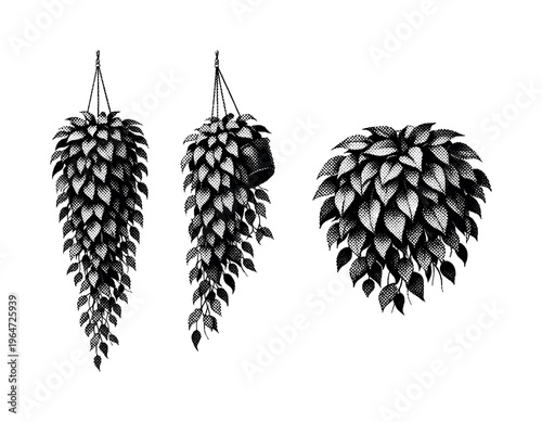 Hanging houseplant form, a realistic hanging houseplant depicted hanging straight, angled side view, and gathered foliage view as three object studies focusing