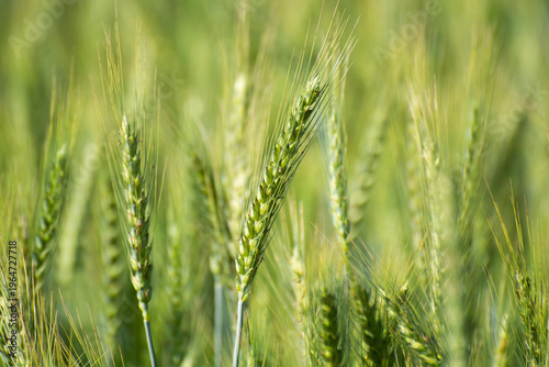 Close-up of green wheat ears in a field, showcasing fresh crop growth, agricultural landscape, and natural farming beauty in early season