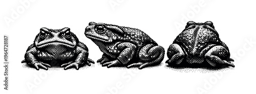 Common toad crouching pose A realistic common toad in a crouched defensive posture presented as one object in three views: low front view, side crouched view,