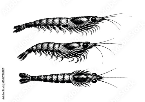Krill Pacific krill presented from lateral view, three-quarter angle, and dorsal view as the same slender krill with segmented thorax and extended antennae.