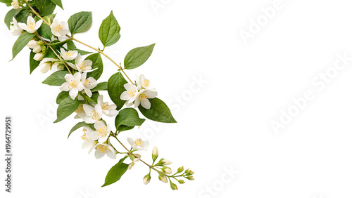 jasmine arrangement delicate flower blossoms isolated on transparent background	