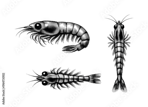 Krill juvenile krill shown in side view, slightly curled pose, and top-down view as one small krill with delicate proportions and fine anatomical detail. Black