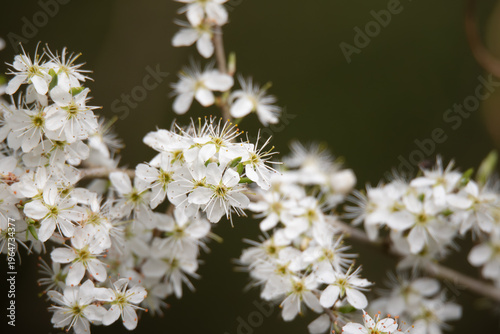 Fotografie white Blackthorn blossom - Prunus spinosa