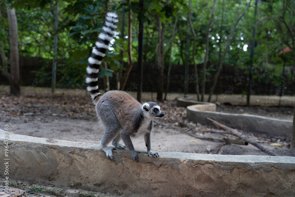 Fototapeta premium Ring-tailed lemur standing on stone wall in Zanzibar forest
