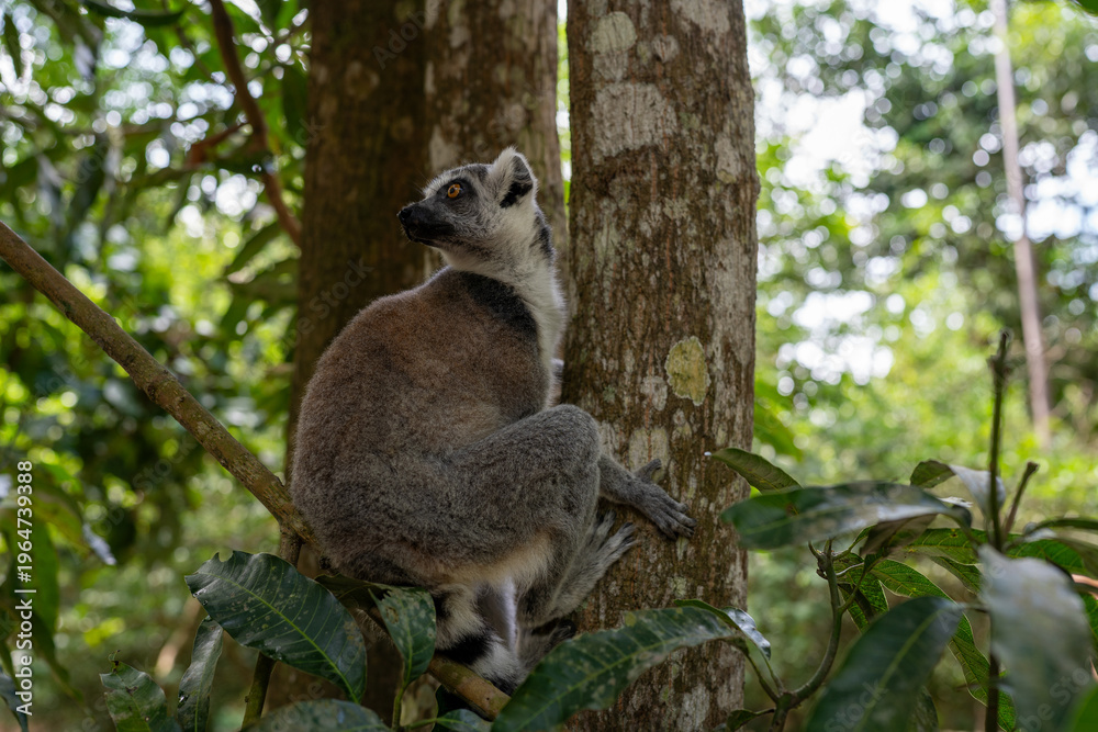 Fototapeta premium Ring-tailed lemur perched on tree branch in Zanzibar forest