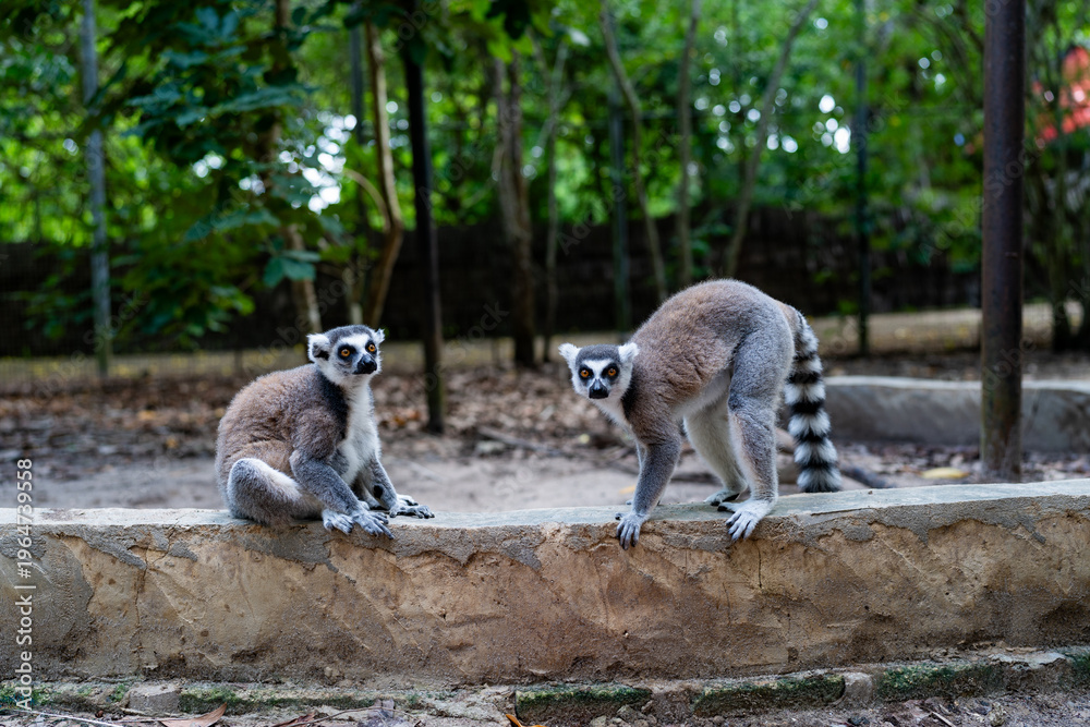 Fototapeta premium Ring-tailed lemurs on stone wall in Zanzibar forest
