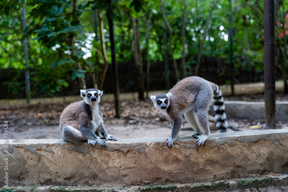 Fototapeta premium Ring-tailed lemurs on stone wall in Zanzibar forest