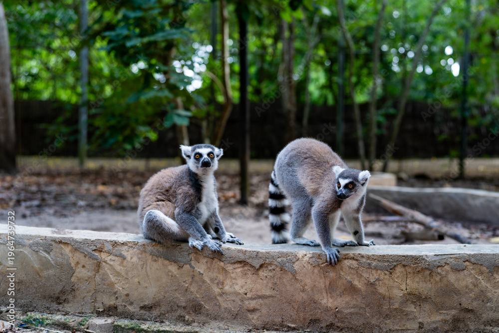 Fototapeta premium Ring-tailed lemurs on stone wall in Zanzibar forest