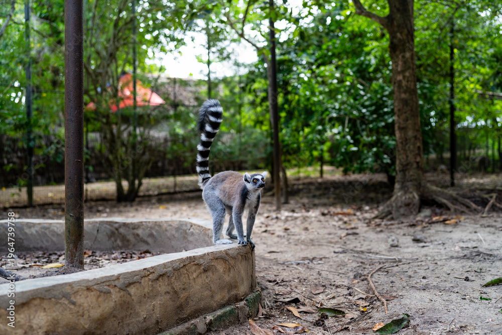 Fototapeta premium Ring-tailed lemur standing on stone wall in Zanzibar forest