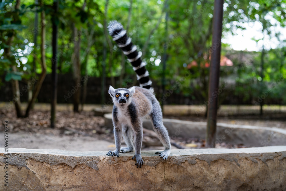 Fototapeta premium Ring-tailed lemur standing on stone wall in Zanzibar forest