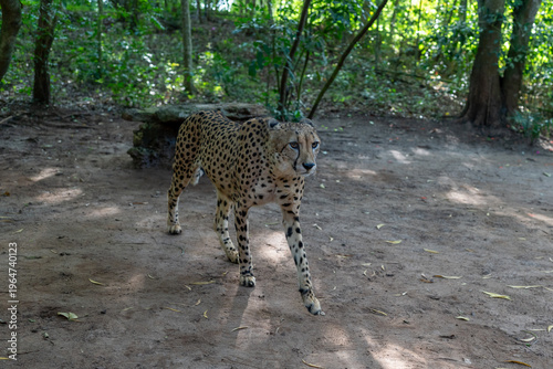 Photography Cheetah walking in forest enclosure in Zanzibar sanctuary