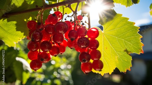 Juicy red currants hang gracefully from a green stem. Bright sunlight glimmers through shiny berries. Perfect for food lovers and nature enthusiasts alike. Fresh and vibrant. AI