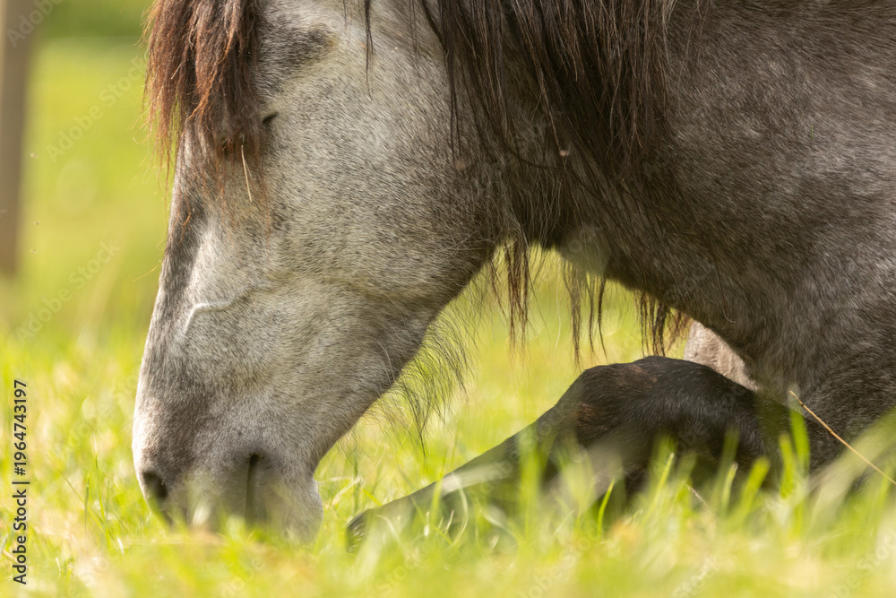 Fototapeta premium Pferd liegt im Frühling