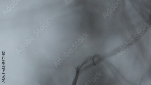 Threads lint seen with an optical microscope