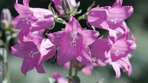 Close-Up of Pink Bellflowers Blooming in a Garden
