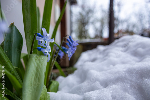 Slika na platnu Close up of blue flowers and green leaves emerging from snow covered ground, symbolizing renewal, resilience, and the arrival of spring despite lingering winter conditions