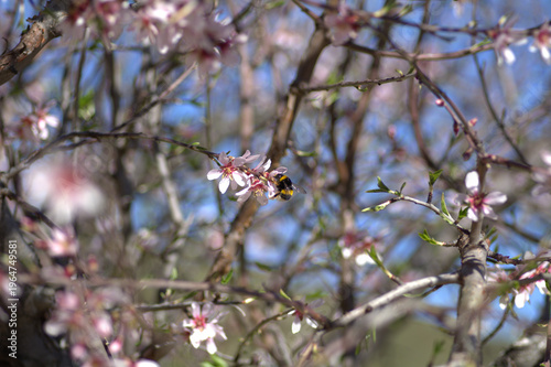 Almond trees in bloom in the fields of Spain