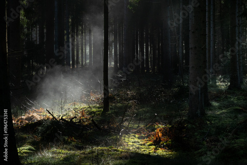 Fairytale forest: mist formed by the first sunlight falling into the forest early in the morning after a rain shower.