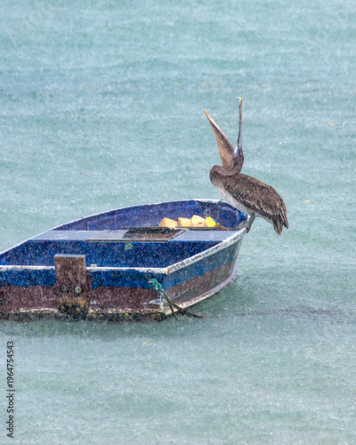 Galapagos Brown Pelican on the Island of Santa Cruz in the Galapagos Islands