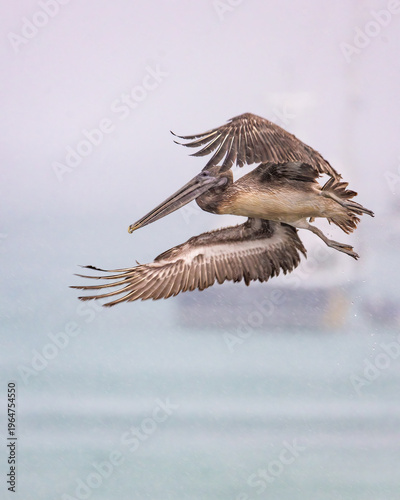 Galapagos Brown Pelican on the Island of Santa Cruz in the Galapagos Islands