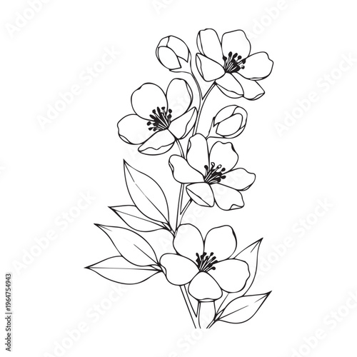 dogwood flowers and leaves isolated on transparent background