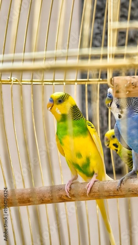 Фотография Bright yellow and green budgie parakeet perched on a wooden bar in a golden cage