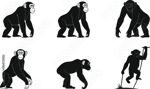 Human evolution silhouette, ape to man, walking evolution, primate progression, anthropology vector, science illustration, evolutionary stages, history of mankind, biology art