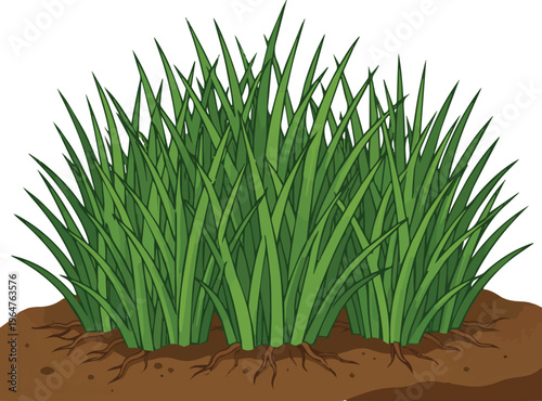 Generate a realistic grass Green grass foliage growing on natural soil and dirt field vector art with white background..
