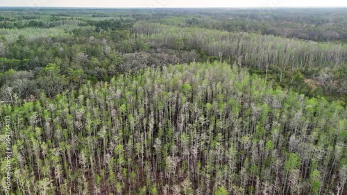 Aerial Drone View Of Vast Sparse Pine Forest Plantation In Southeast US. Tall Straight Loblolly Pines With Patchy Green Foliage And Bare Trunks. Expansive Woodland Canopy From Above, Nature Wilderness