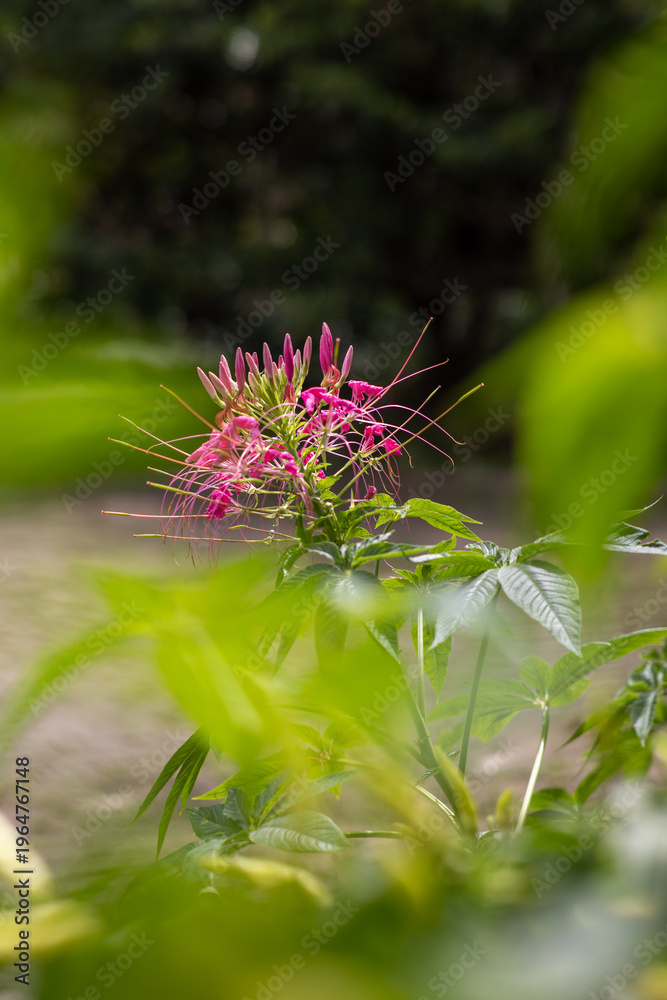 Fototapeta premium Pink spider flower blooming in garden with natural light shallow depth