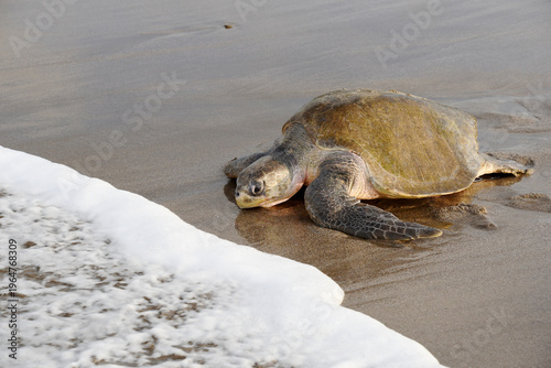 Canvastavla Olive Ridley turtle (Lepidochelys olivacea) heading towards the waters of the Pa