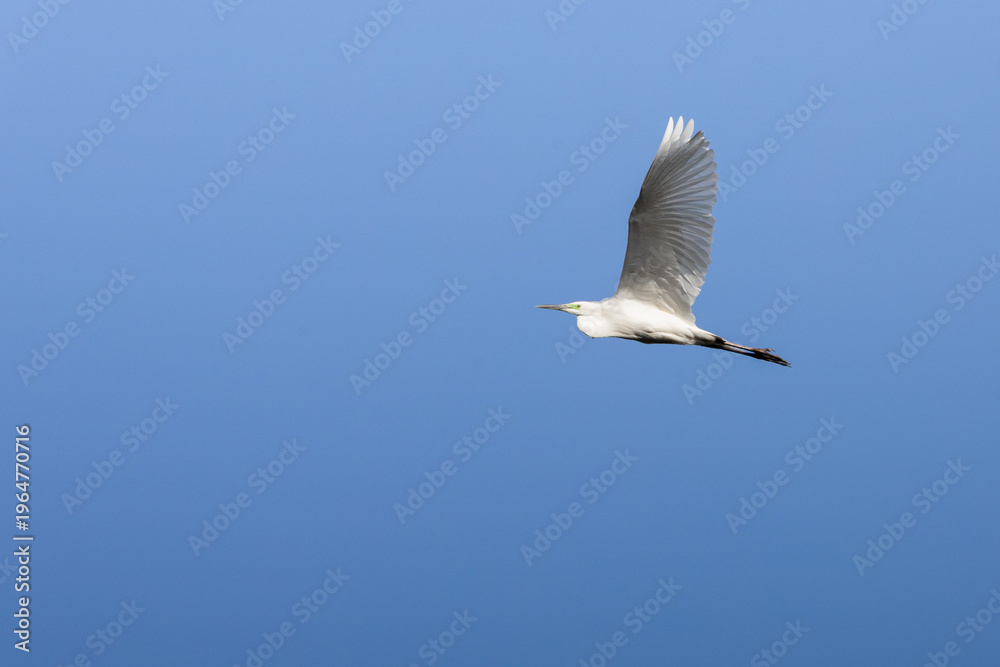 Obraz premium seagull in flight