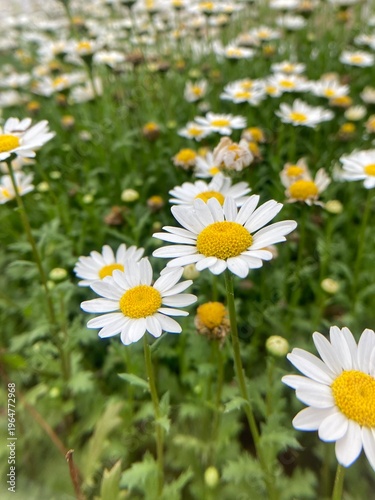 Foto chamomile