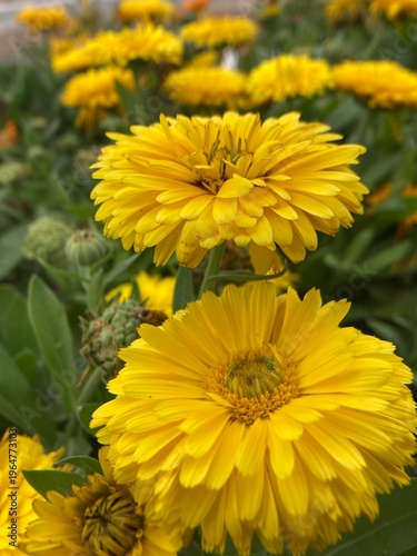 Canvas Print golden flower in bloom, top view, outdoor shot