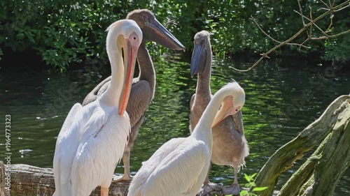 The Great White Pelican, Pelecanus onocrotalus also known as the rosy pelican is a bird in the pelican family.