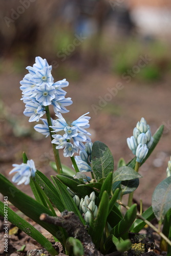 spring Puschkinia flowers in the garden