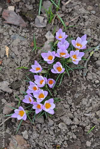 spring crocus flowers