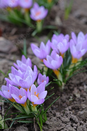 purple crocus flowers