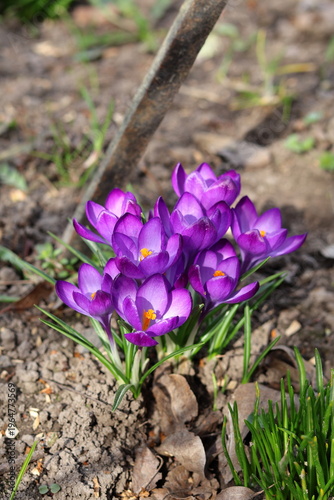 purple crocus flowers