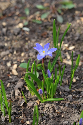 spring flowers Glory-of-the-snow in the garden