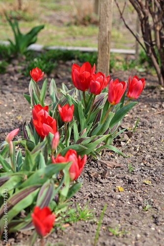 red tulips in the garden