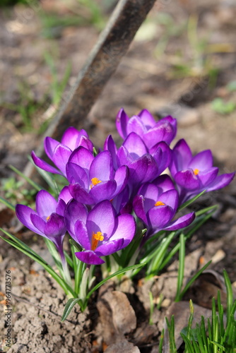 spring crocus flowers
