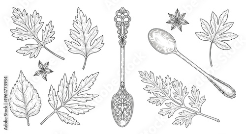 Several detailed line art illustrations of various leaves, two ornate spoons, and three star anise pods are arranged on a pristine white background.