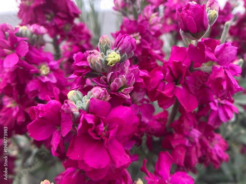Fotografía Bouquet of Vibrant Magenta Flowers