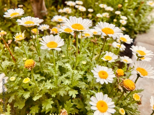 Canvastavla Daisy field design