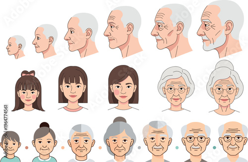 Human aging process stages vector illustration showing male and female face transformation from childhood to elderly old age