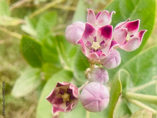 Foto exotic flower blossoms, petals and leaves